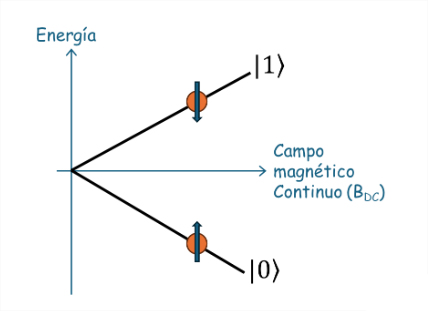 Figura 2. Energía asociada a los dos estados base de espín nuclear de cada molécula en un sistema de NMR, en presencia de un campo magnético contínuo, o DC.