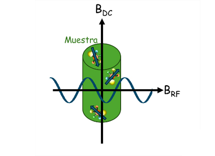 Figura 3. En un computador cuántico de NMR, cada qubit se forma a partir de los niveles de energía de los estados de espín nuclear de las moléculas de una muestra en presencia de un campo contínuo (B_DC), y su estado se puede leer usando un campo de radio frecuecias perpendicular al campo aplicado, B_RF.